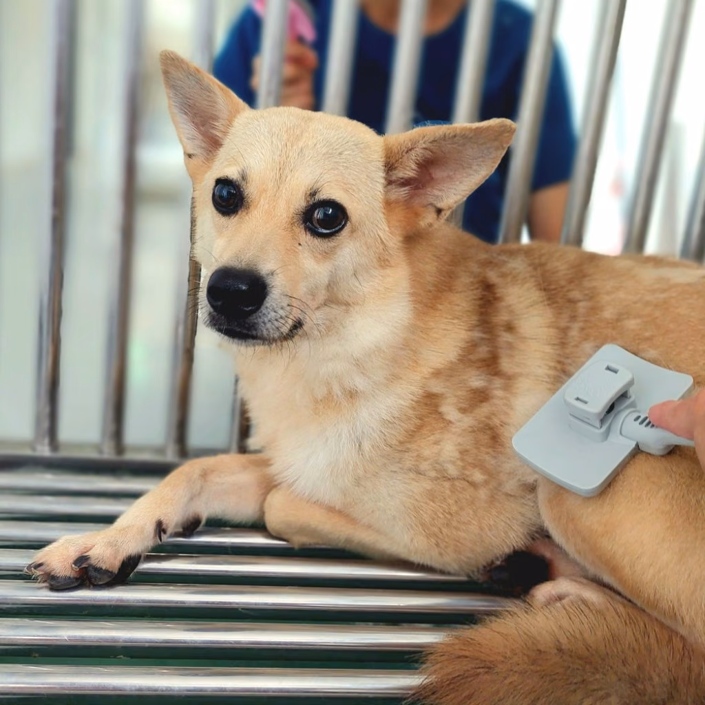 The dog, from the shelter's listing