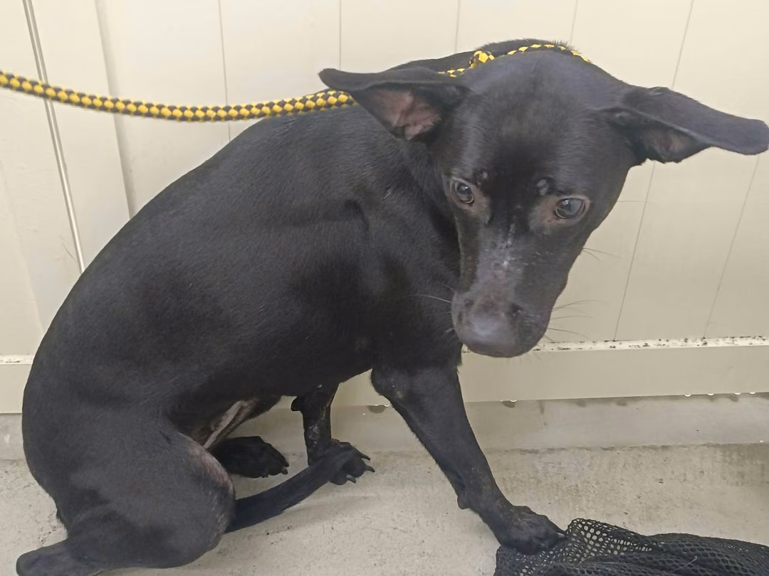 The dog, from the shelter's listing