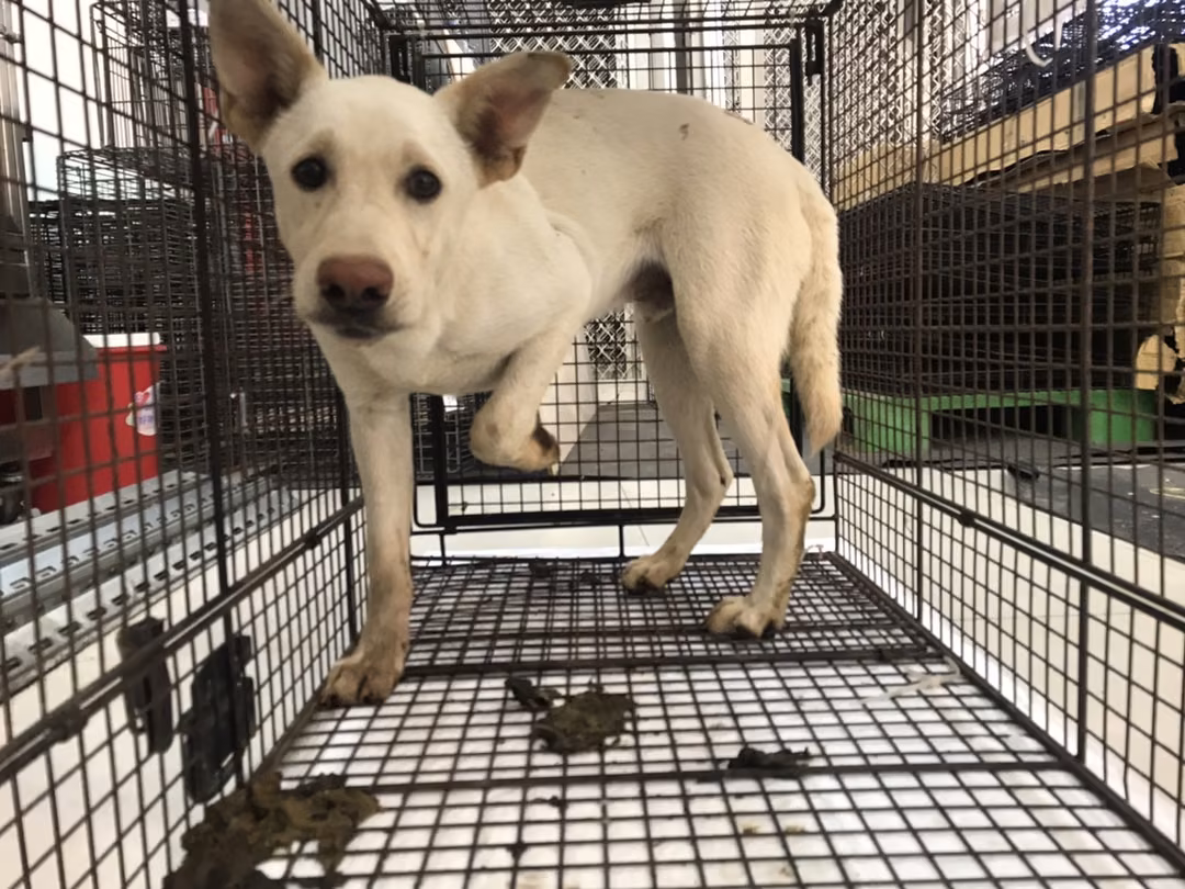 The dog, from the shelter's listing