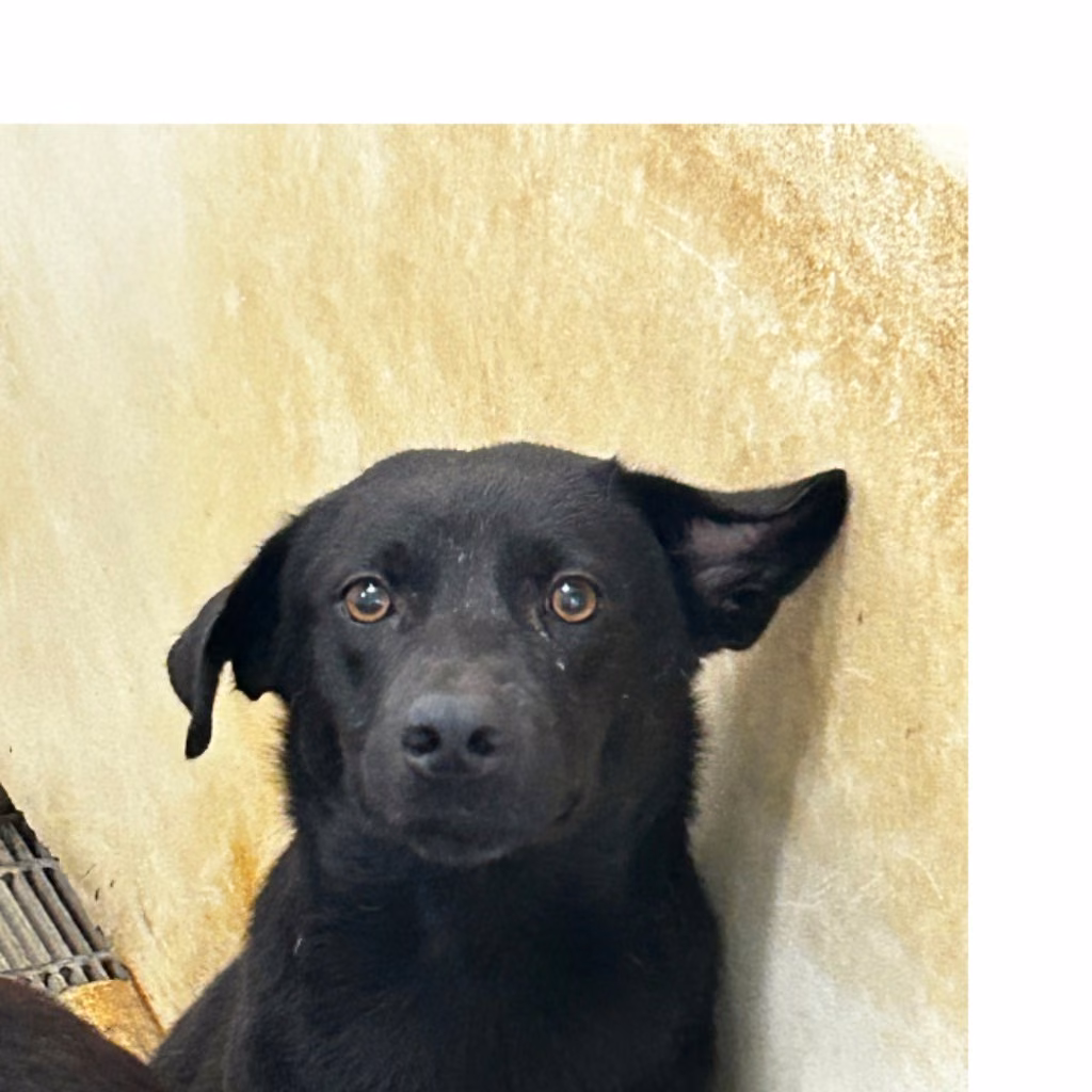 The dog, from the shelter's listing