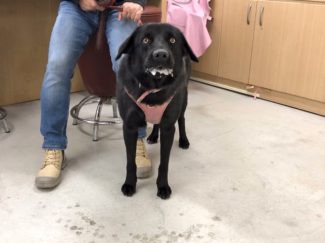 The dog, from the shelter's listing