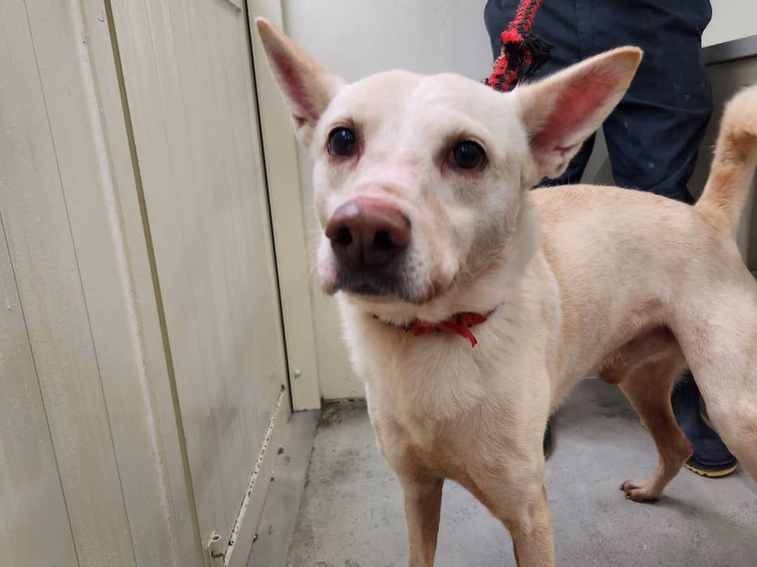 The dog, from the shelter's listing