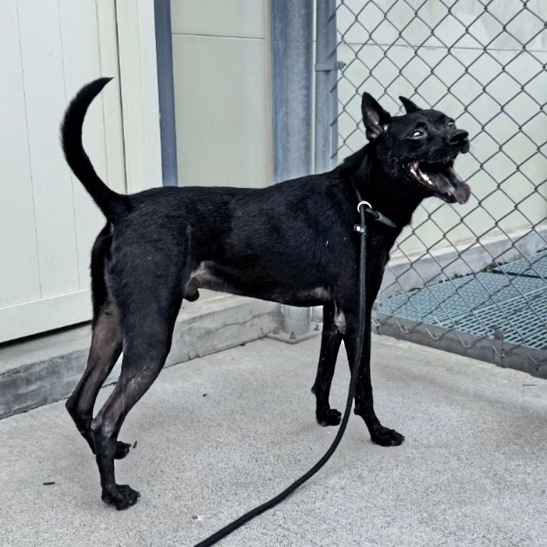 The dog, from the shelter's listing