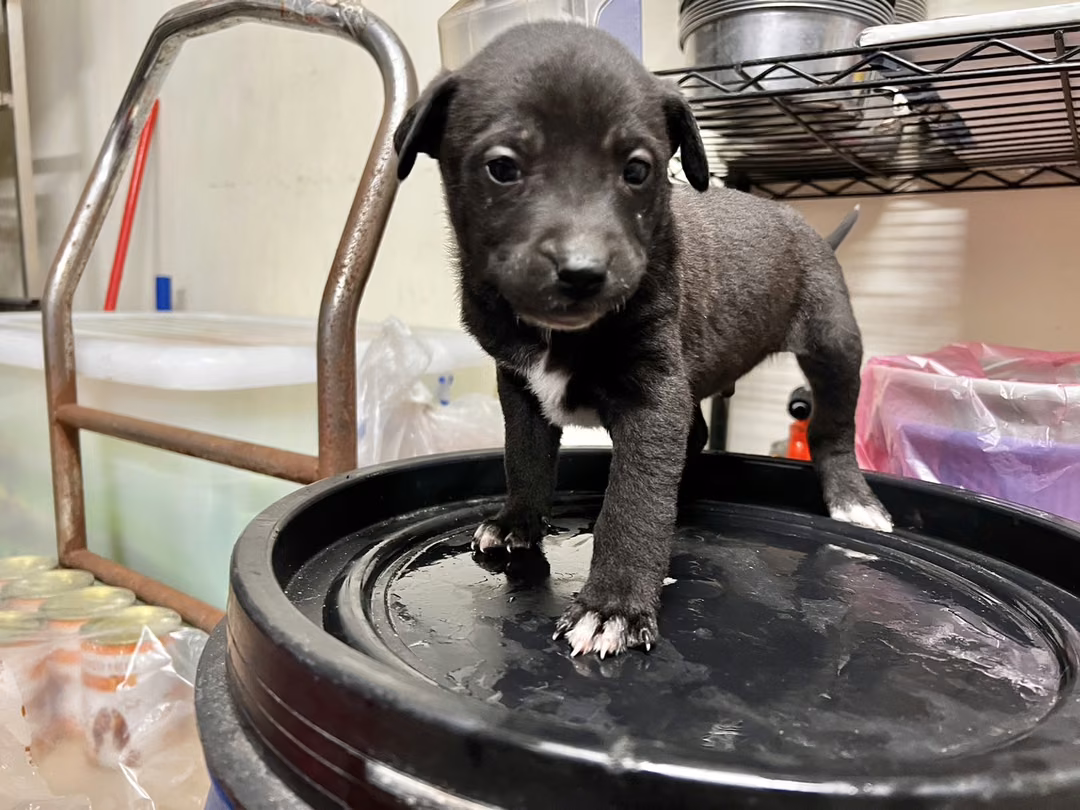 The dog, from the shelter's listing