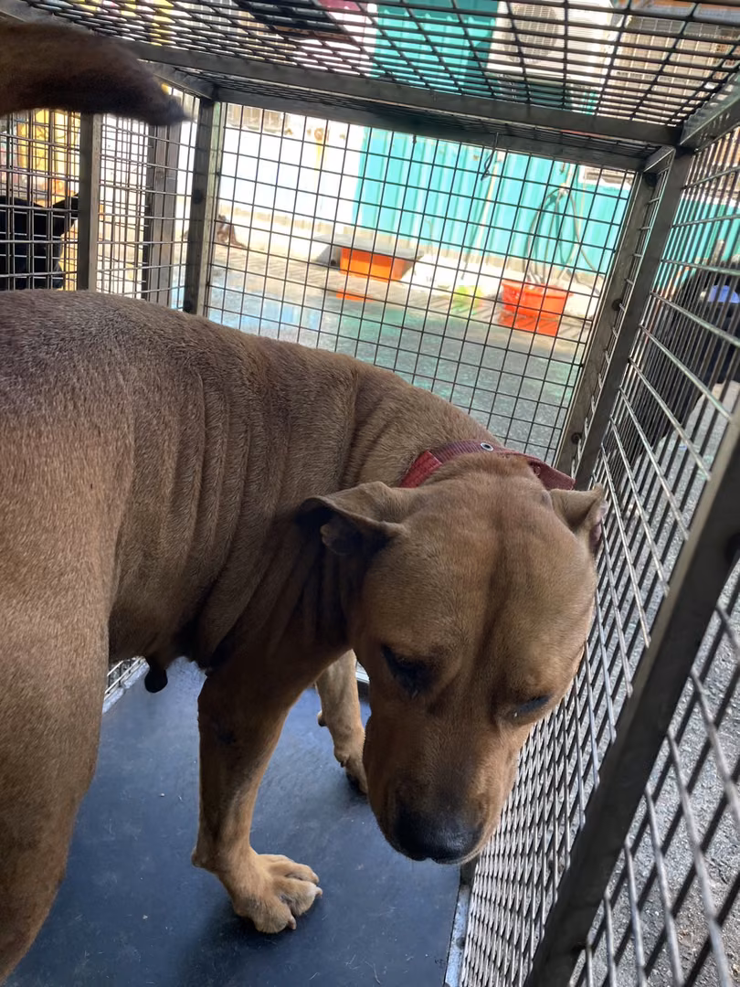 The dog, from the shelter's listing
