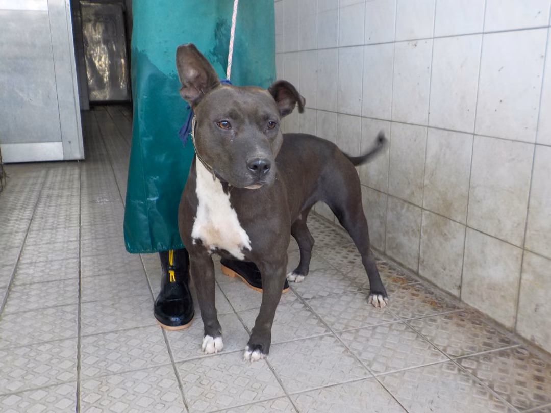 The dog, from the shelter's listing