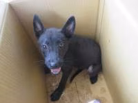 The dog, from the shelter's listing