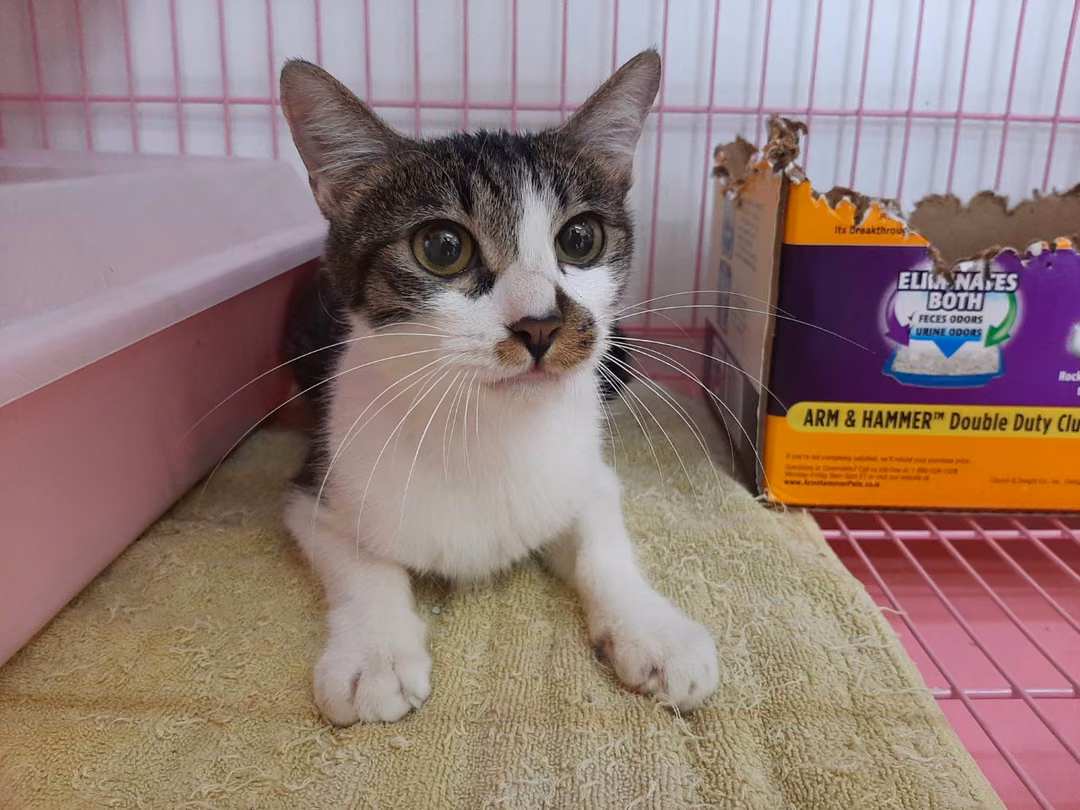 The cat, from the shelter's listing