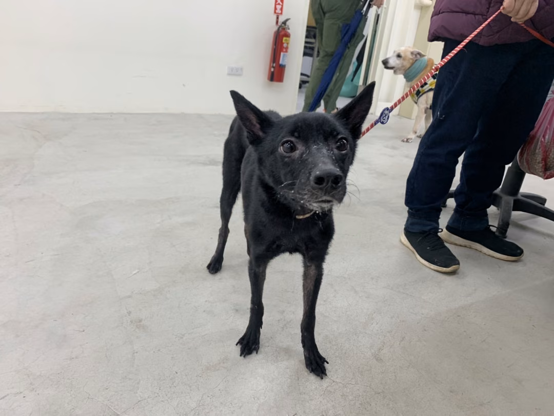 The dog, from the shelter's listing