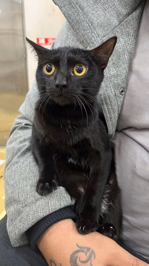 The cat, from the shelter's listing