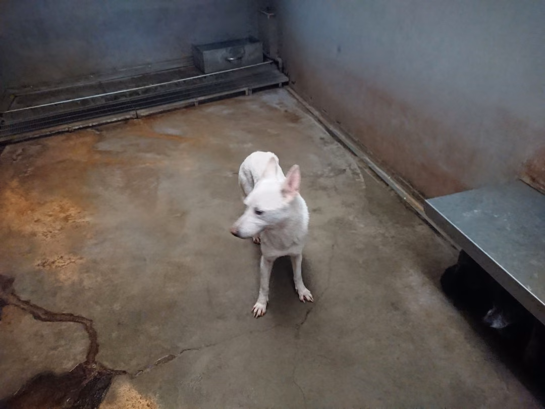 The dog, from the shelter's listing