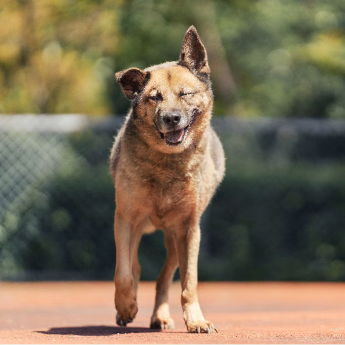 The dog, from the shelter's listing