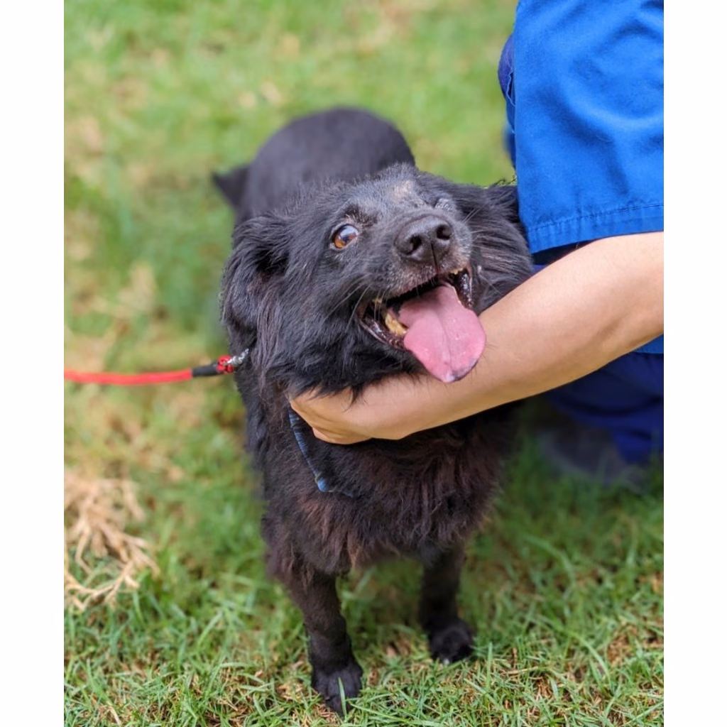 The dog, from the shelter's listing