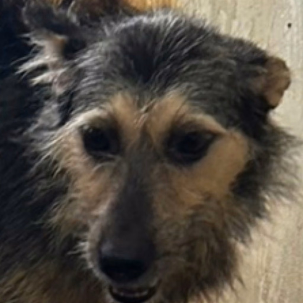 The dog, from the shelter's listing