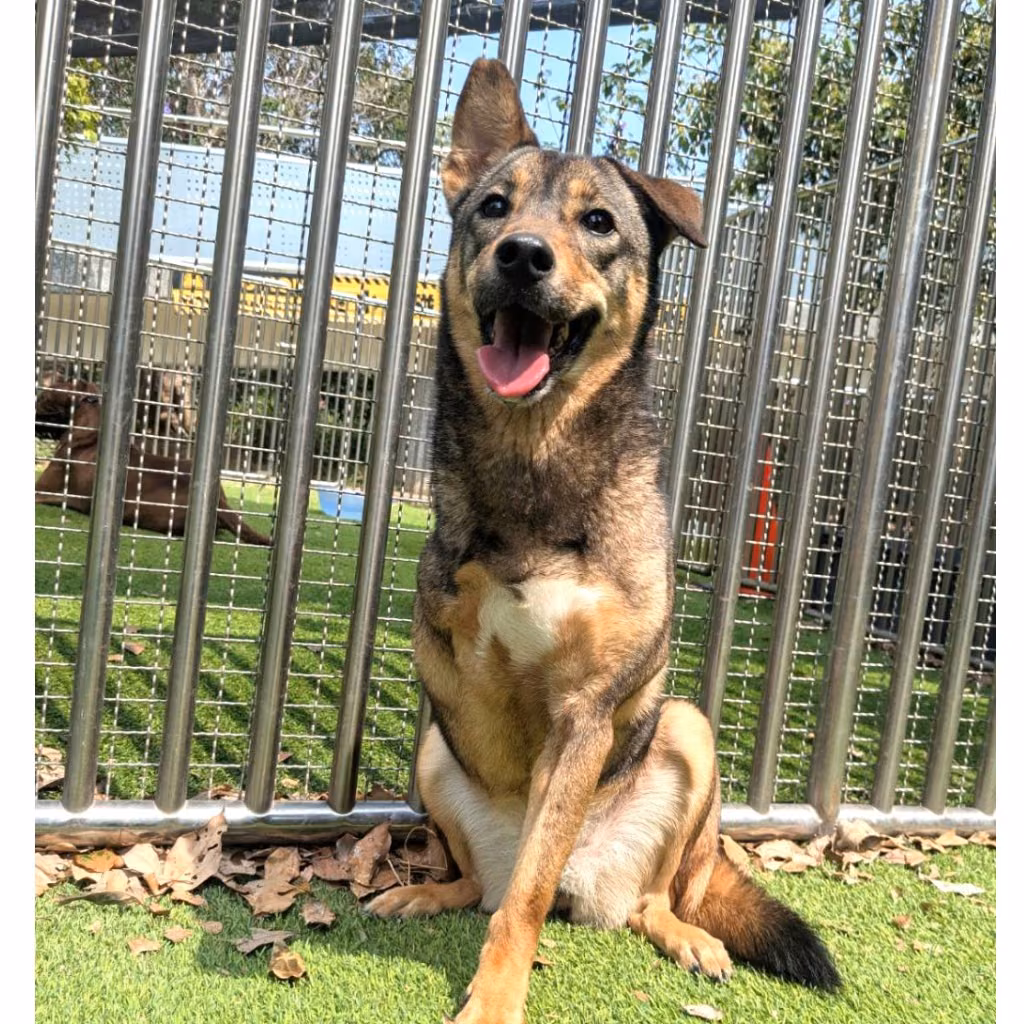 The dog, from the shelter's listing