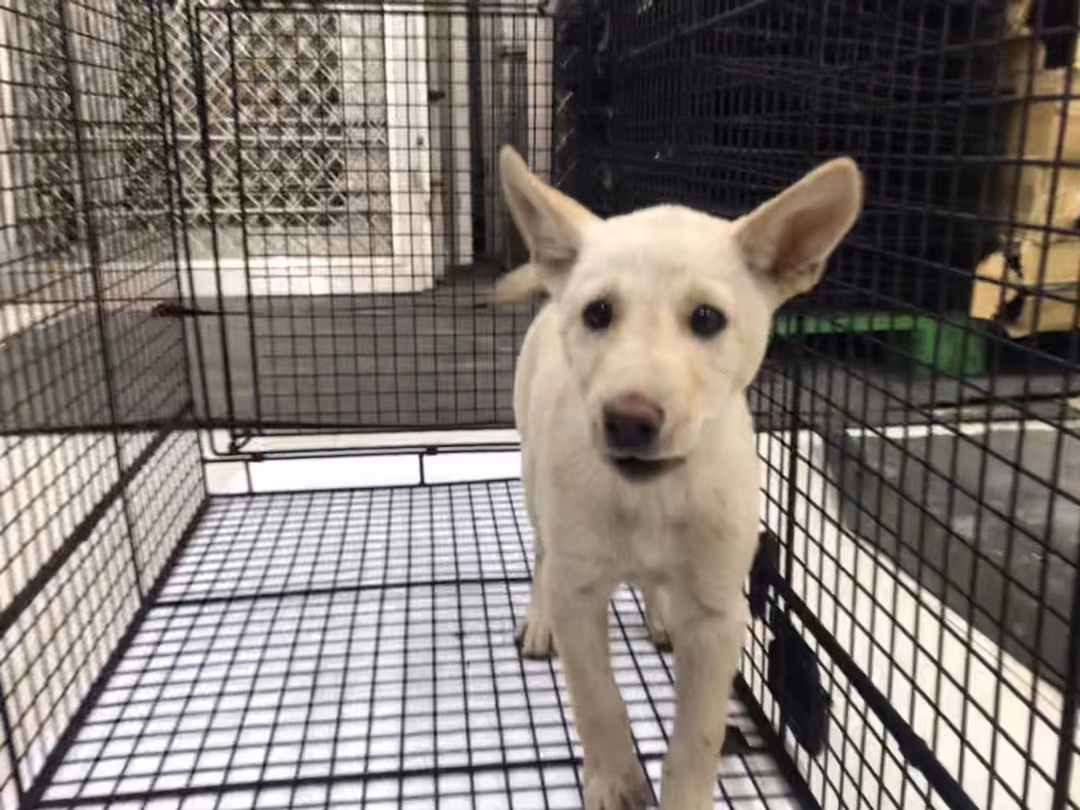 The dog, from the shelter's listing