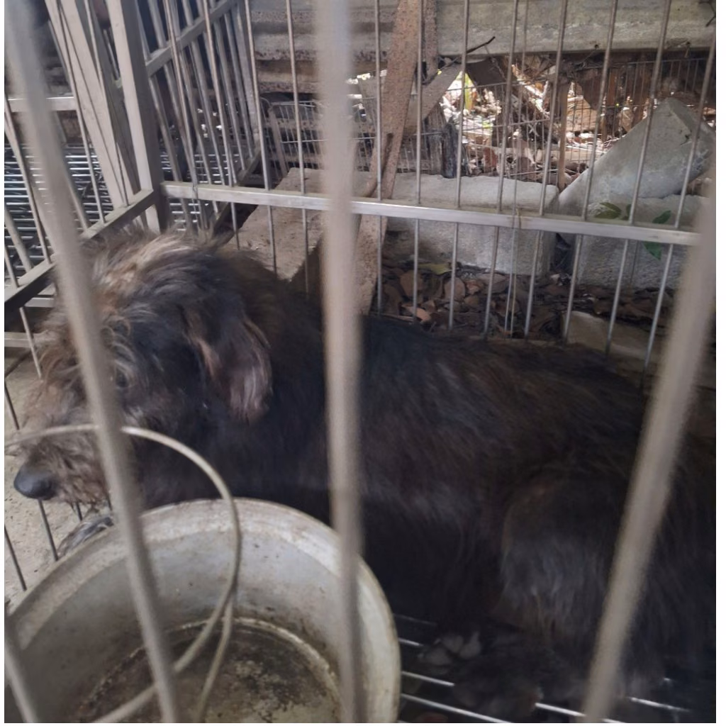 The dog, from the shelter's listing