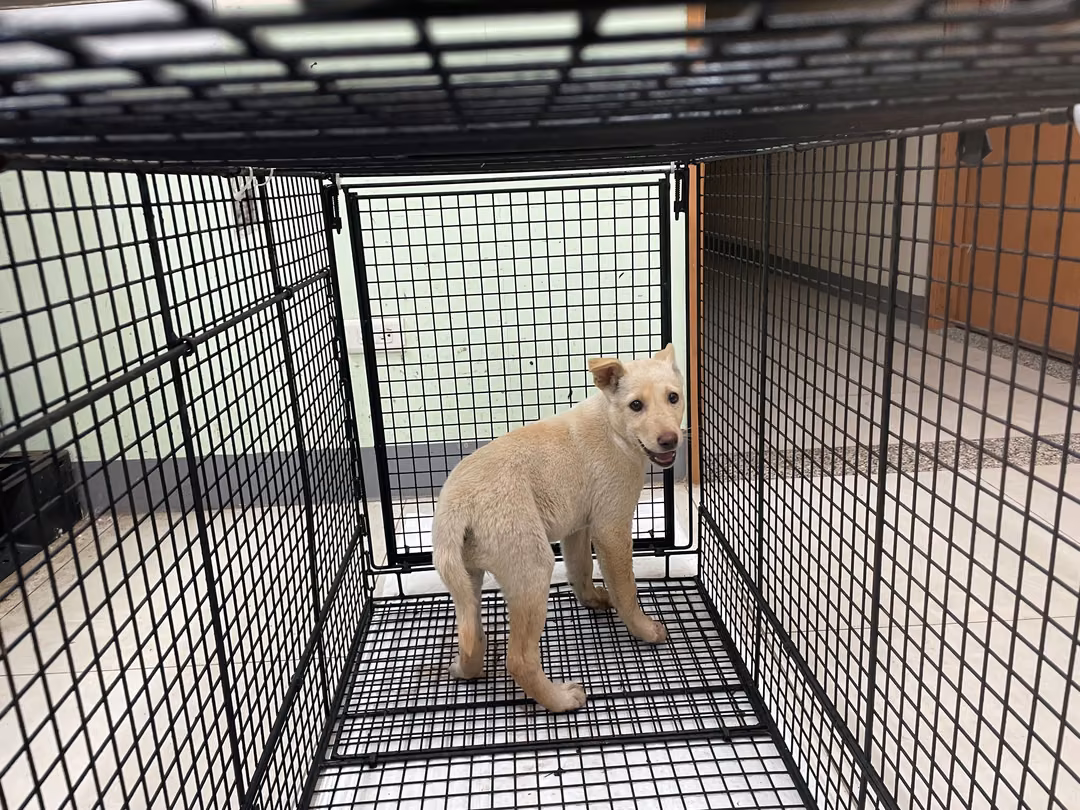 The dog, from the shelter's listing
