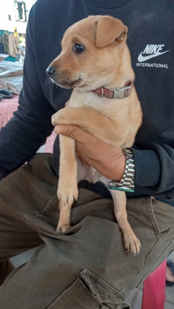 The dog, from the shelter's listing