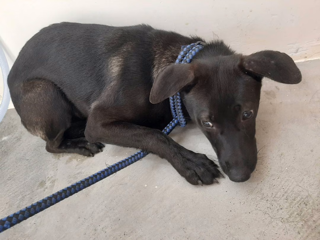 The dog, from the shelter's listing