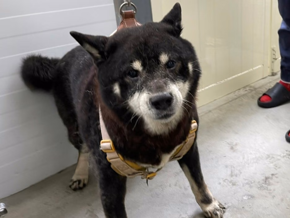 The dog, from the shelter's listing