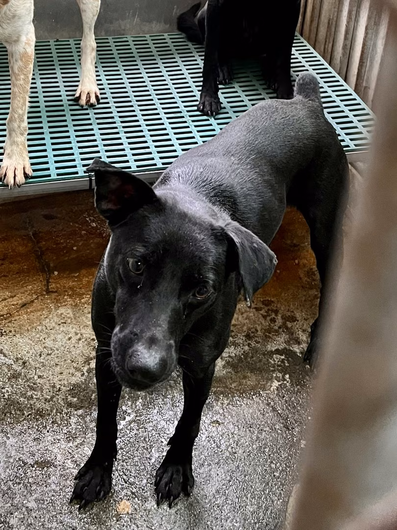 The dog, from the shelter's listing