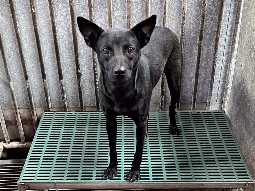 The dog, from the shelter's listing