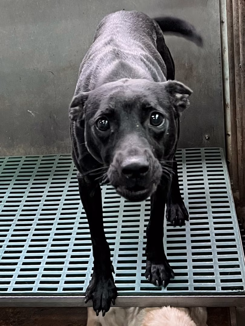 The dog, from the shelter's listing