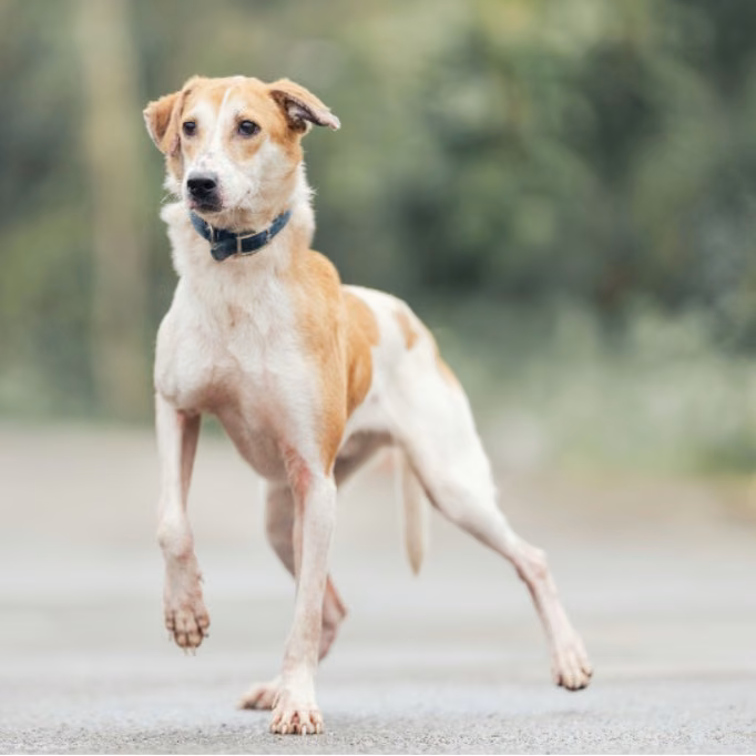 The dog, from the shelter's listing