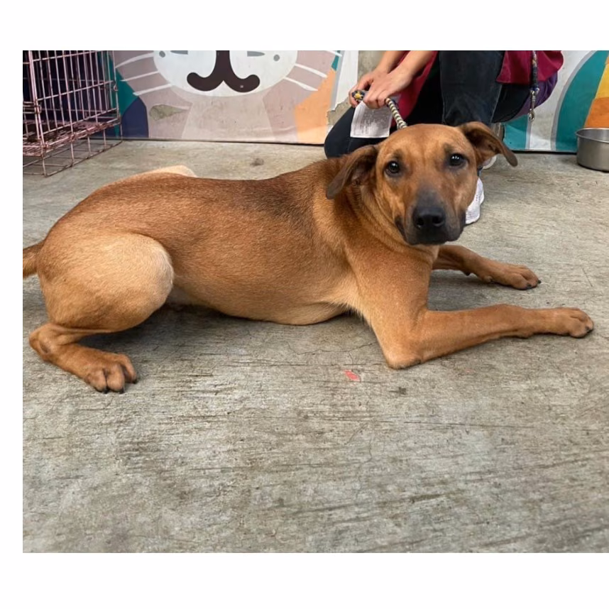 The dog, from the shelter's listing