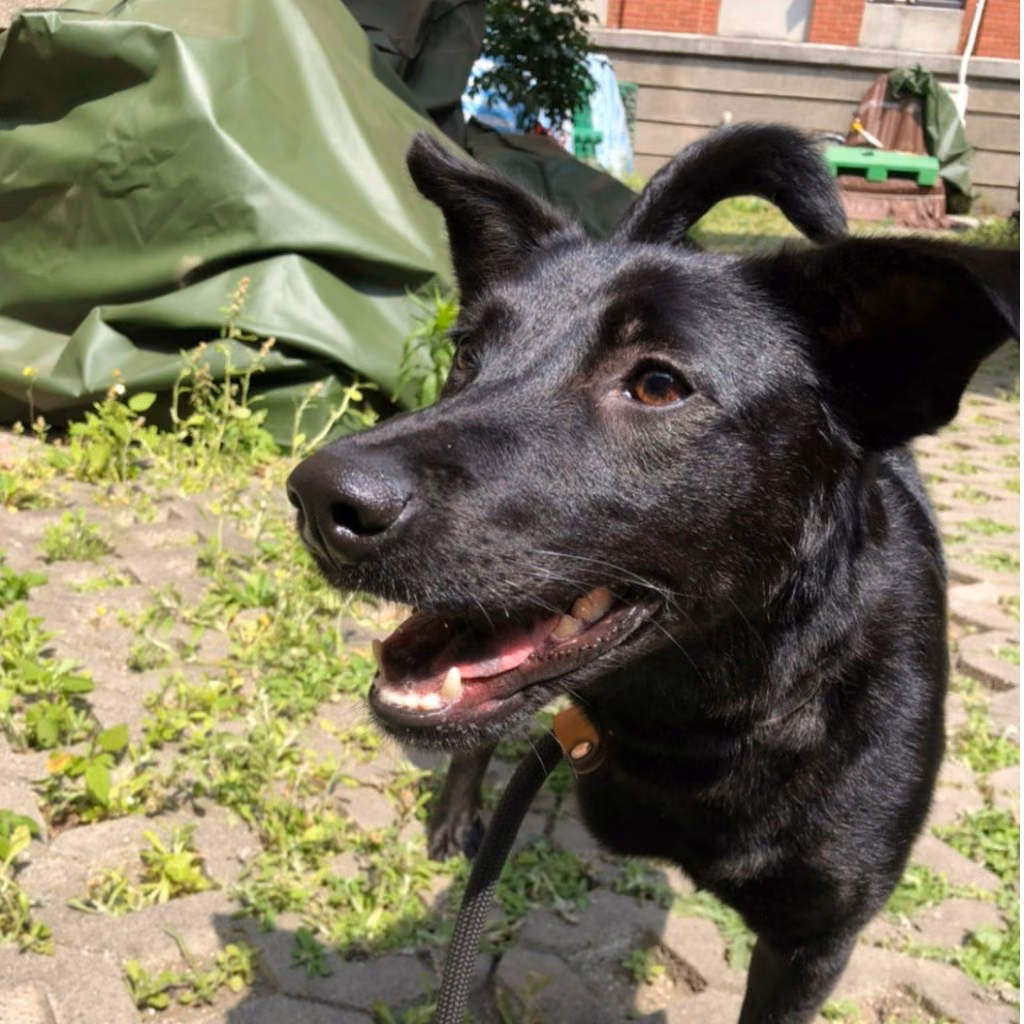 The dog, from the shelter's listing