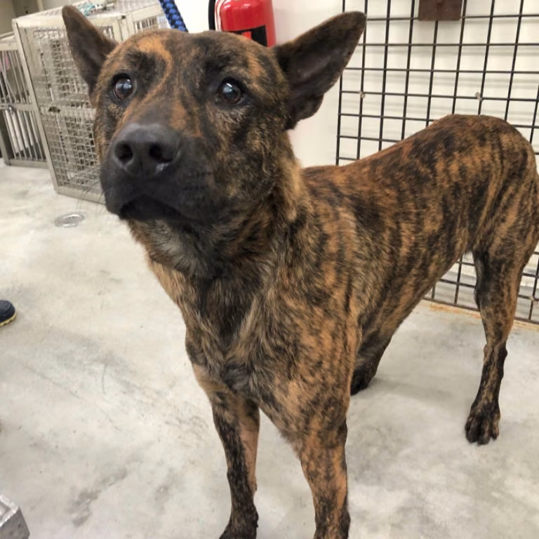 The dog, from the shelter's listing
