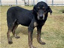 The dog, from the shelter's listing