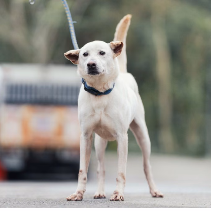 The dog, from the shelter's listing