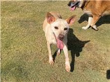 The dog, from the shelter's listing