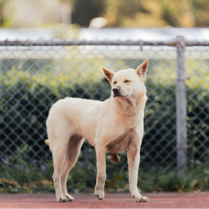 The dog, from the shelter's listing