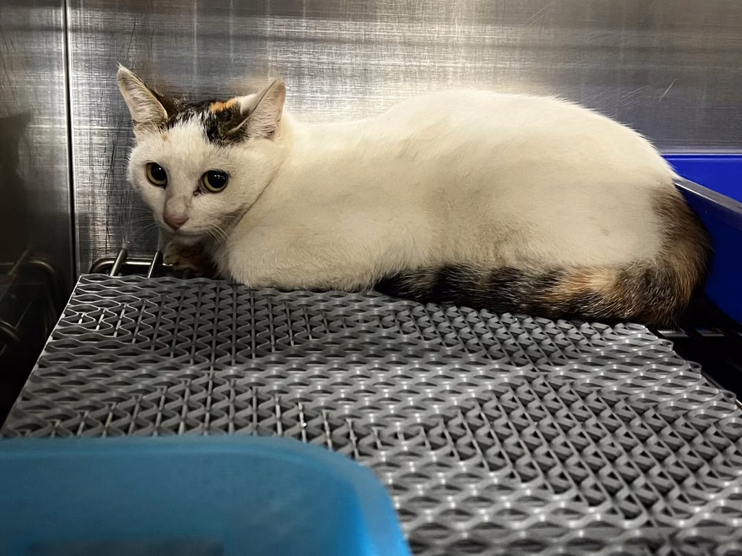 The cat, from the shelter's listing