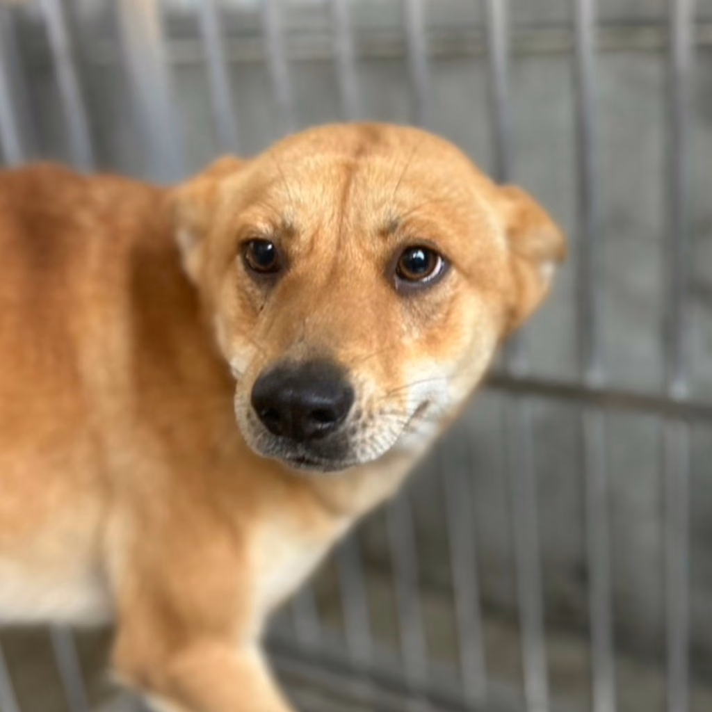 The dog, from the shelter's listing