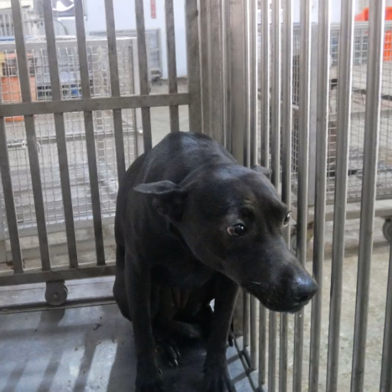The dog, from the shelter's listing