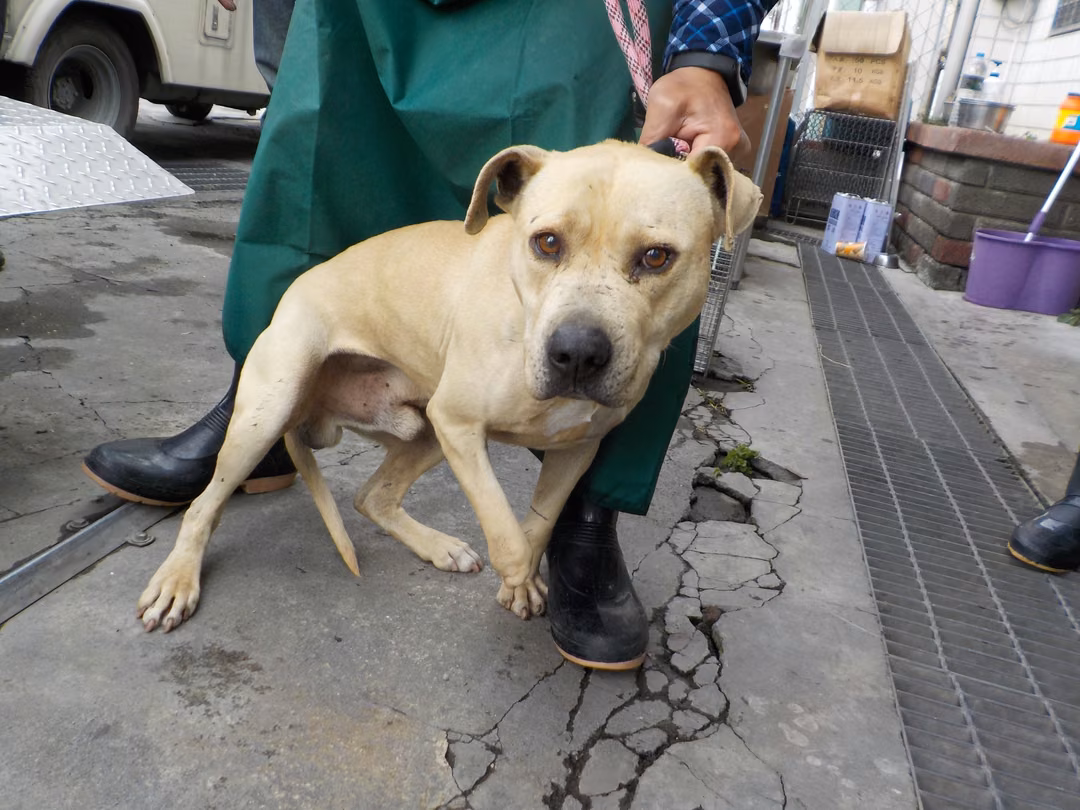 The dog, from the shelter's listing