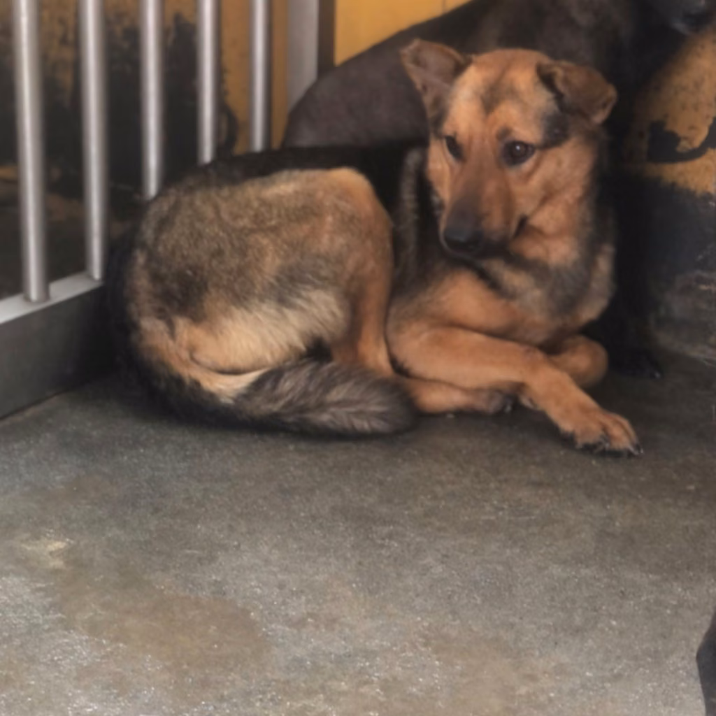 The dog, from the shelter's listing