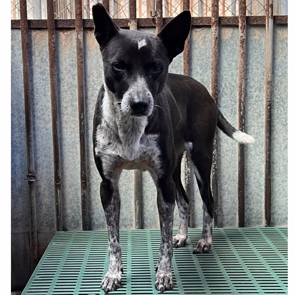 The dog, from the shelter's listing