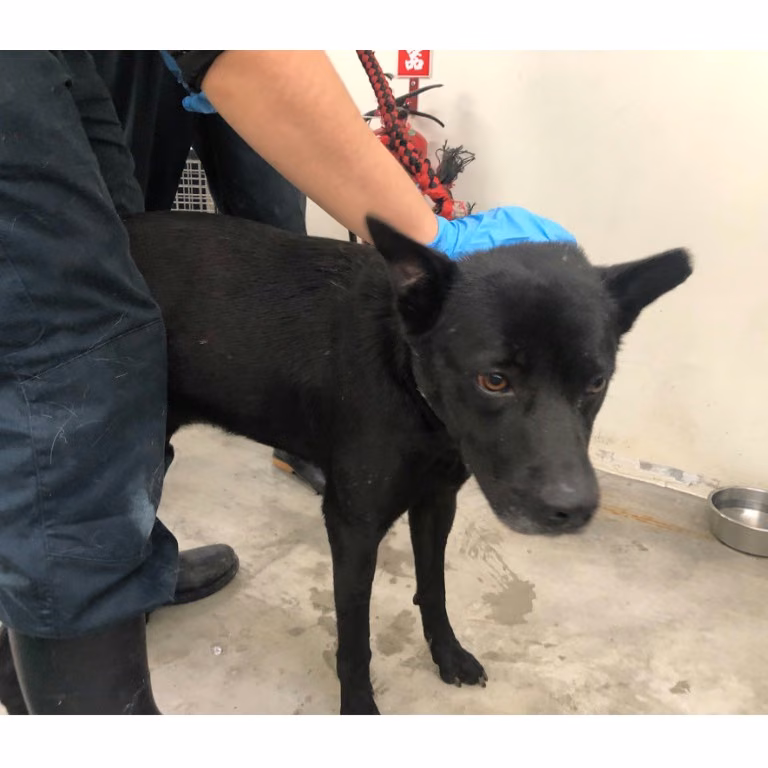 The dog, from the shelter's listing
