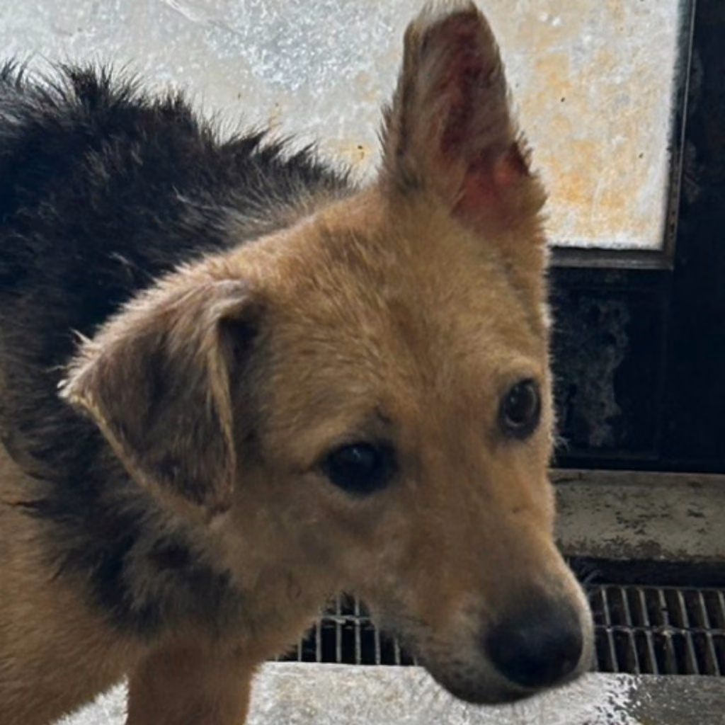 The dog, from the shelter's listing