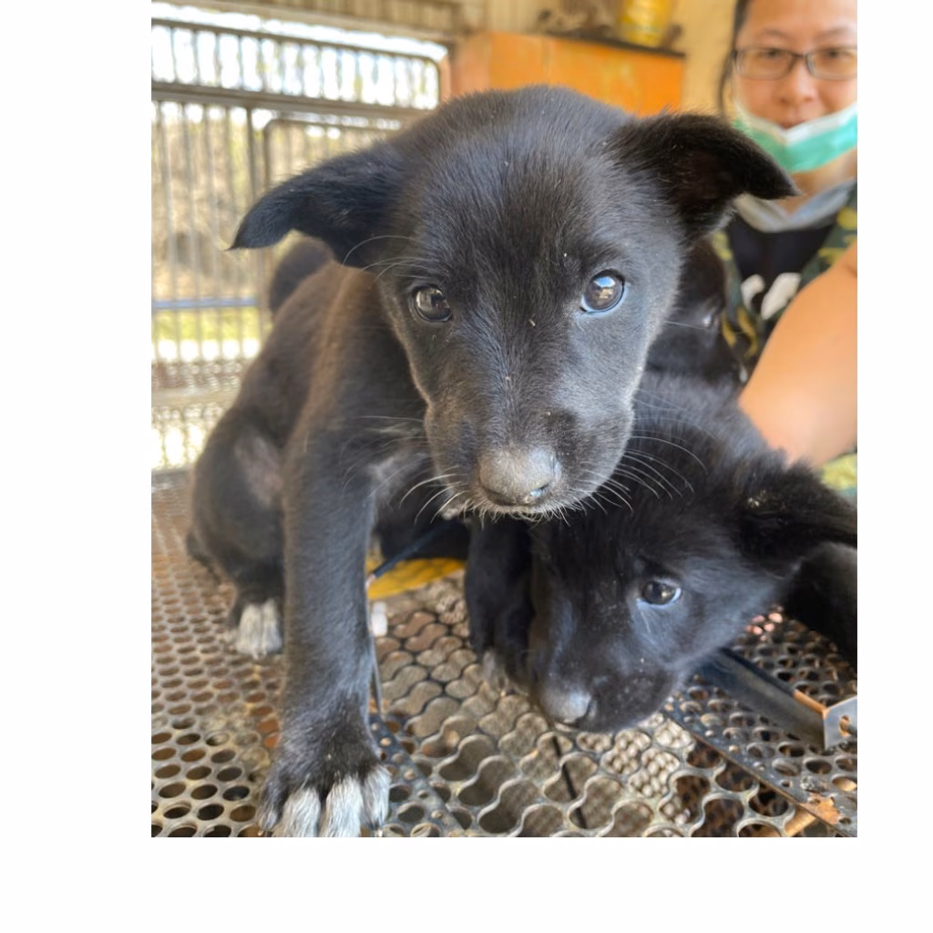The dog, from the shelter's listing