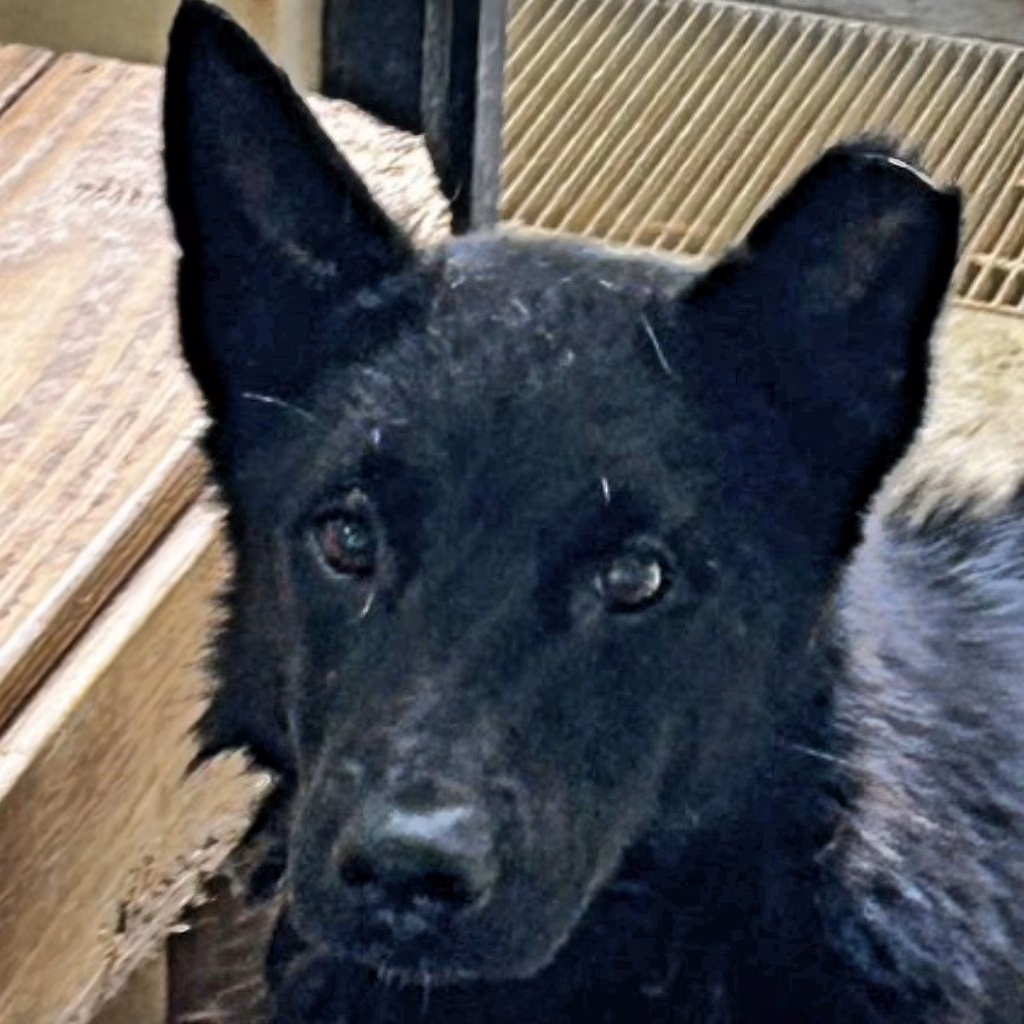 The dog, from the shelter's listing