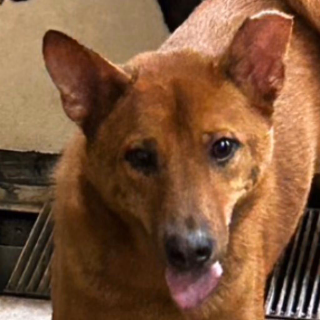 The dog, from the shelter's listing