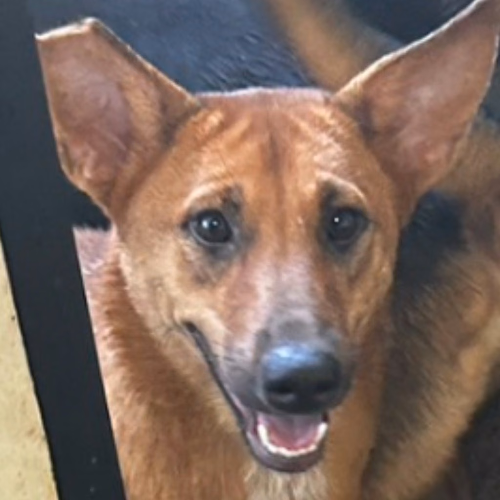 The dog, from the shelter's listing