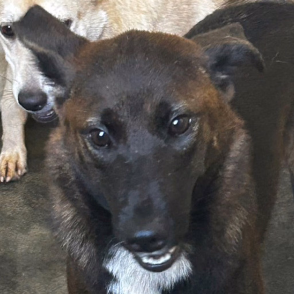 The dog, from the shelter's listing