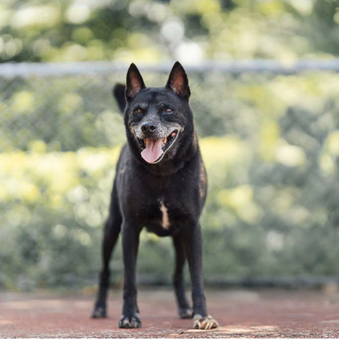 The dog, from the shelter's listing